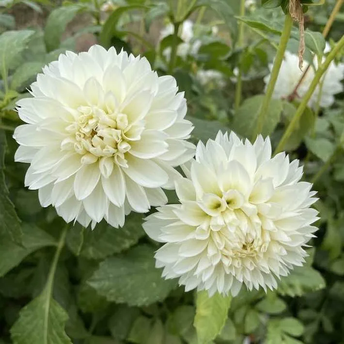 White Dahlia