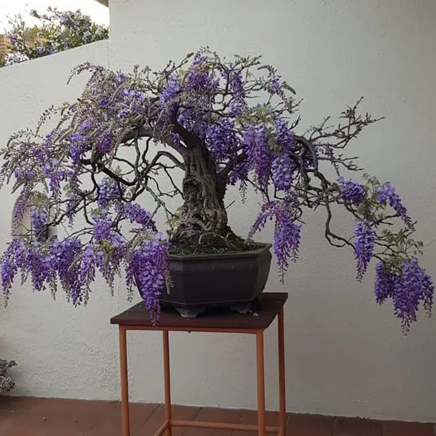 Wisteria Bonsai