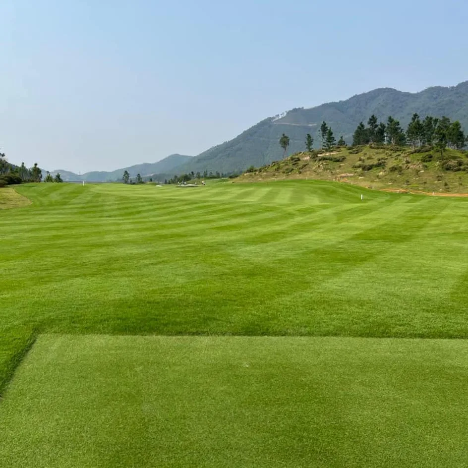 Zeon Zoysia