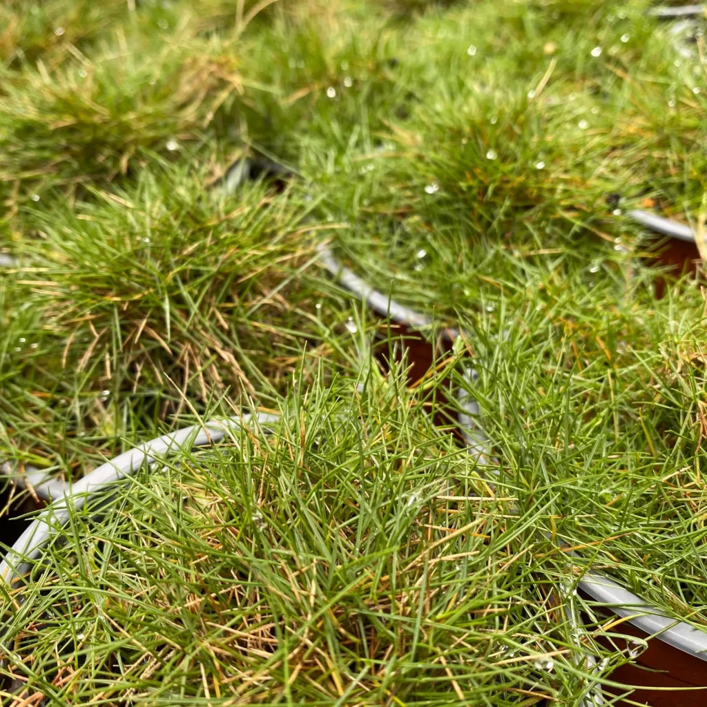 Zoysia Tenuifolia