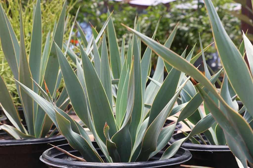 Yucca Pallida