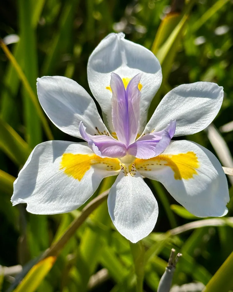 Dietes Grandiflora