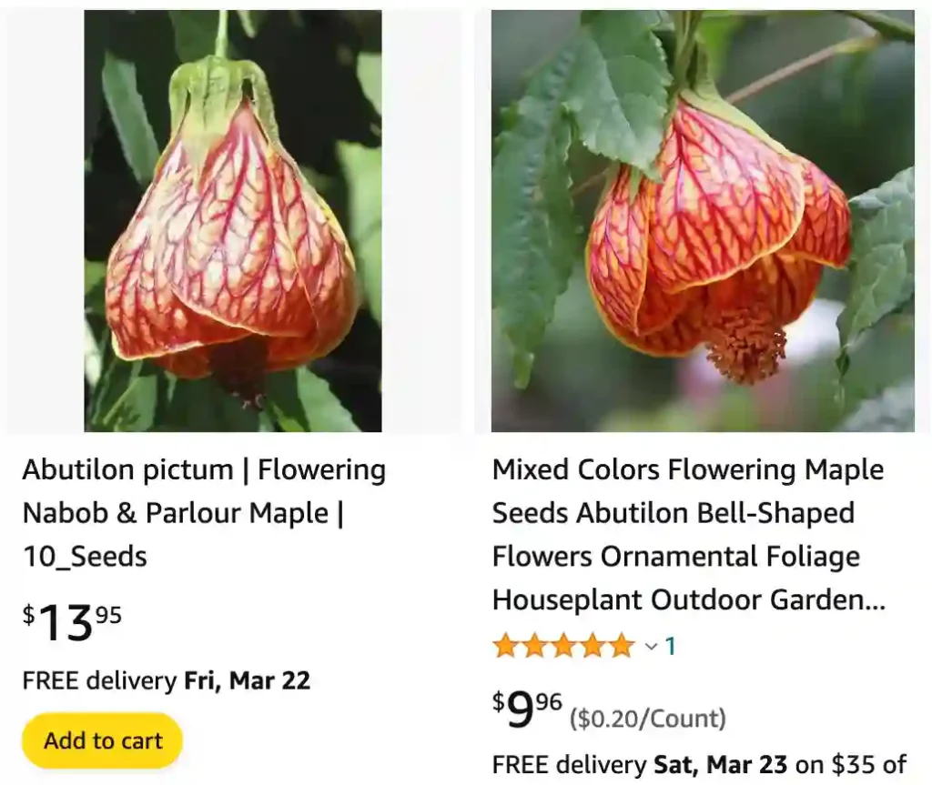 Abutilon Pictum | Monsteraholic