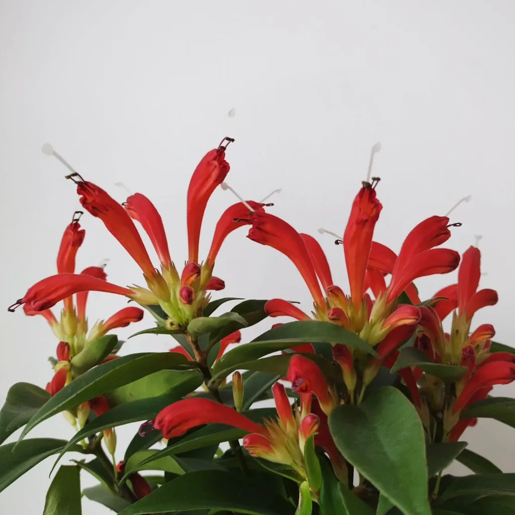 Aeschynanthus