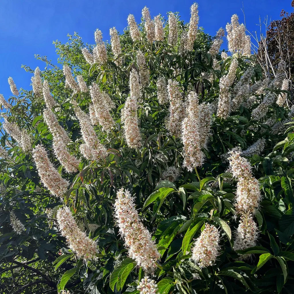 Aesculus Californica