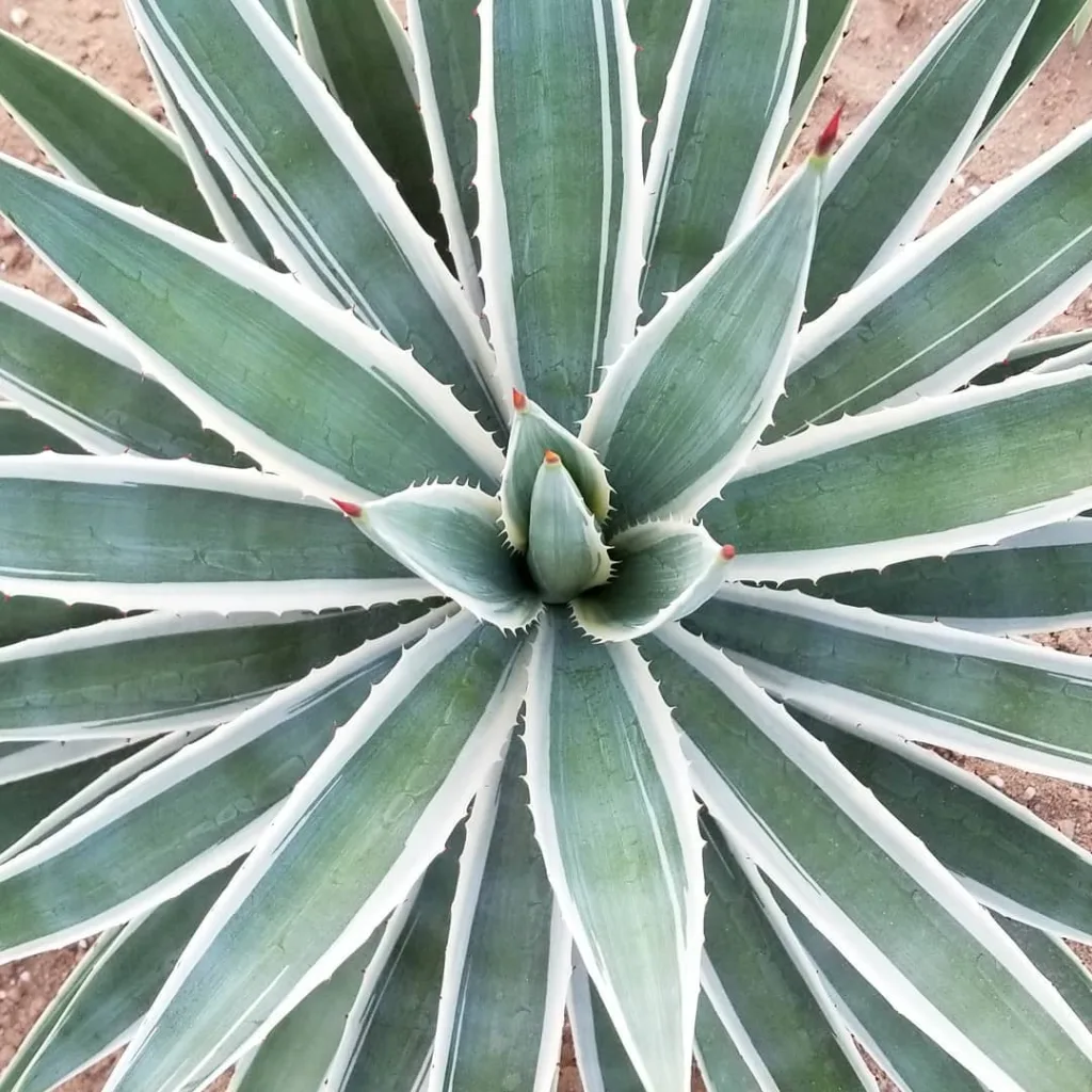 Agave Angustifolia