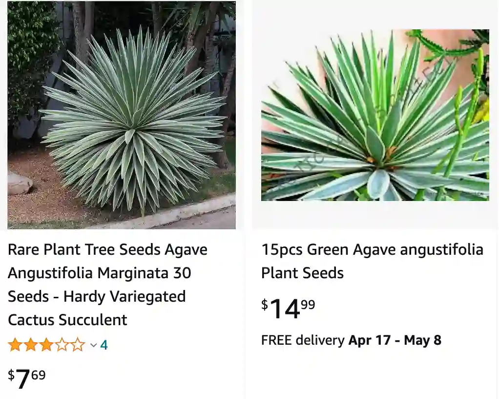 Agave Angustifolia | Monsteraholic