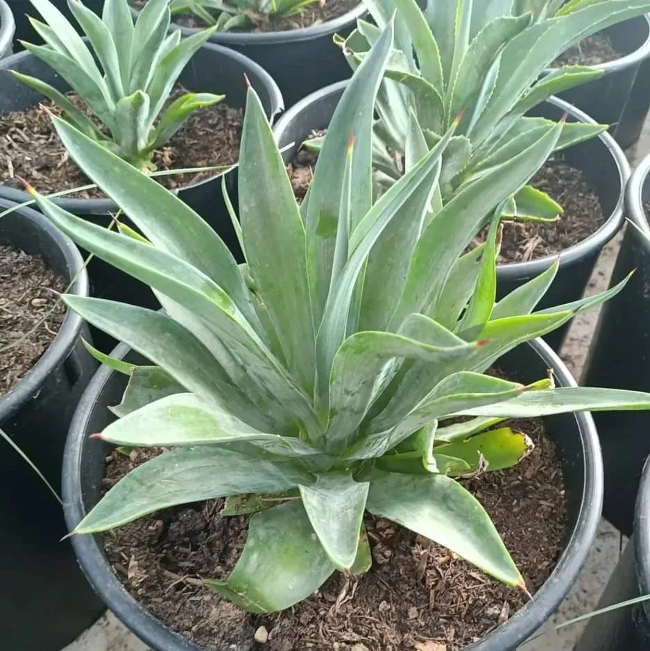 Agave Desmettiana