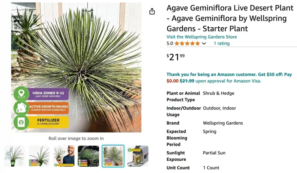 Agave Geminiflora | Monsteraholic