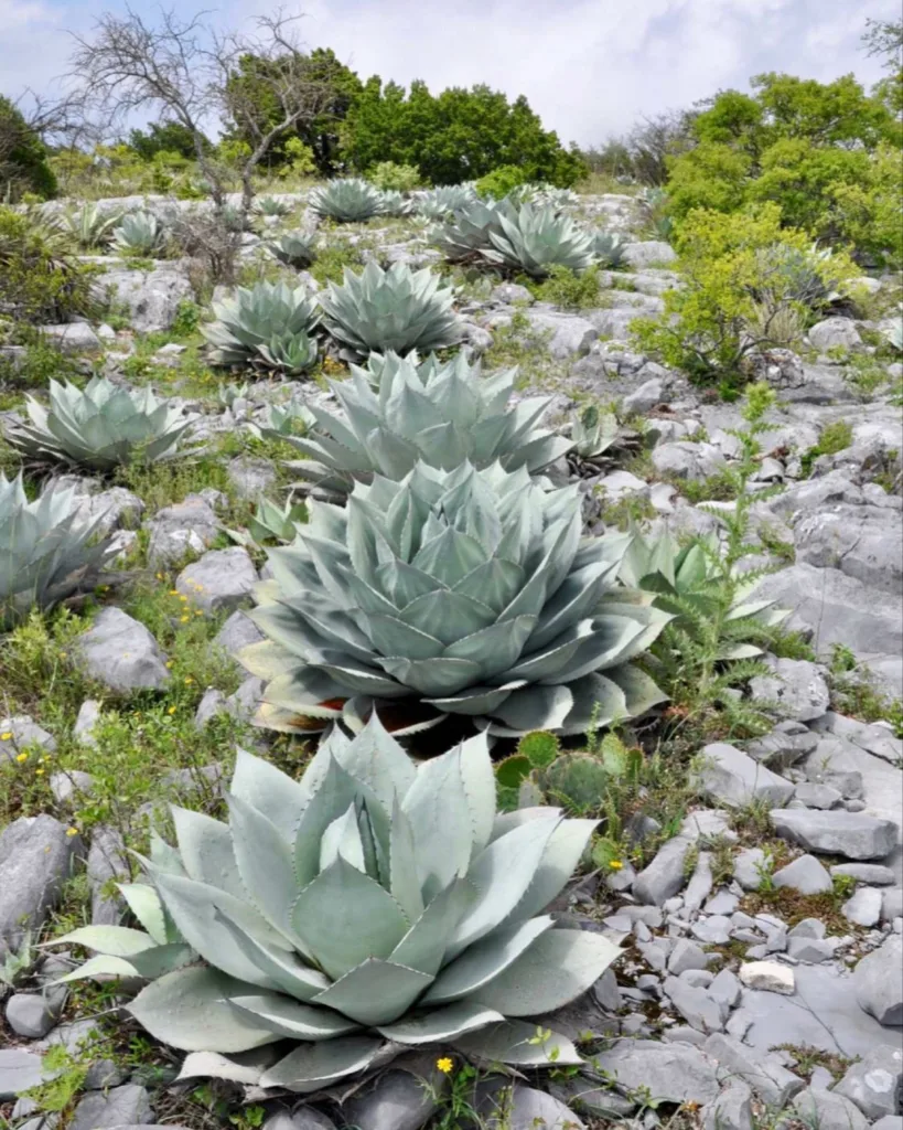 Agave Ovatifolia