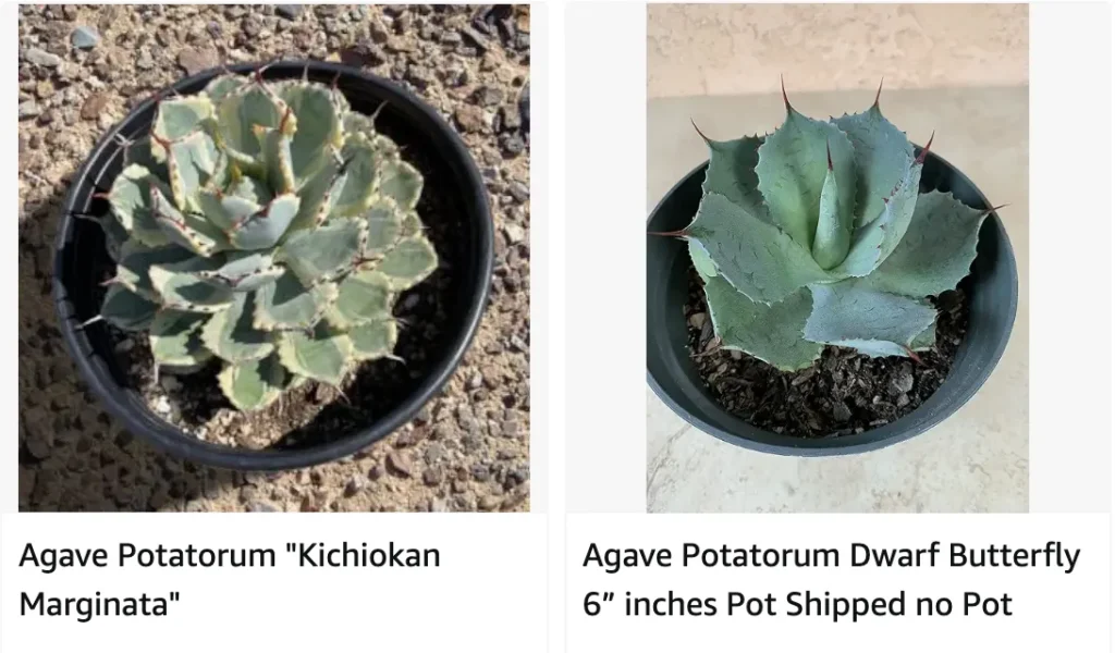 Agave Potatorum | Monsteraholic