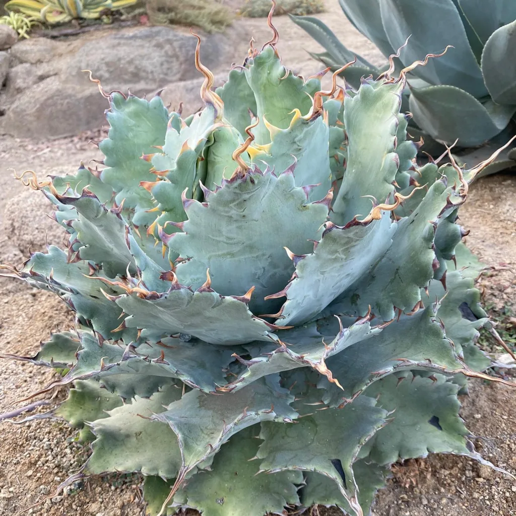 Agave Potatorum