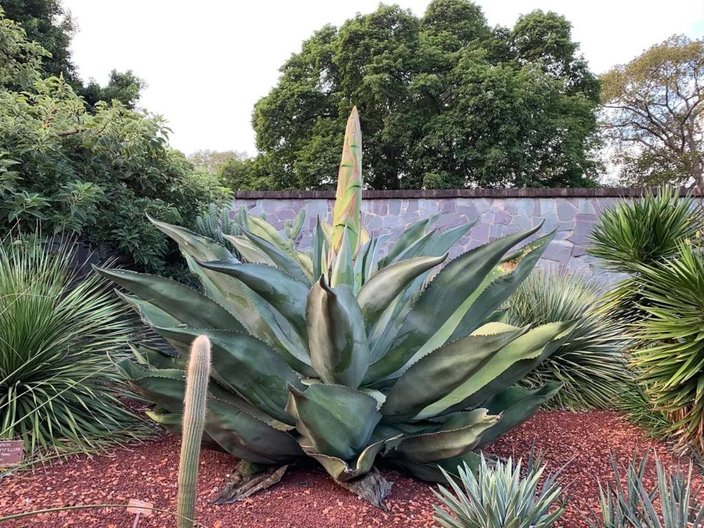 Agave Salmiana