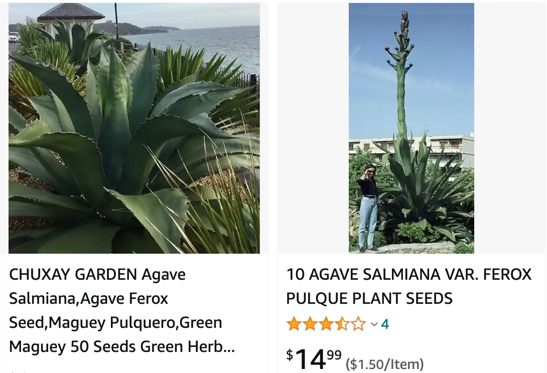 Agave Salmiana | Monsteraholic