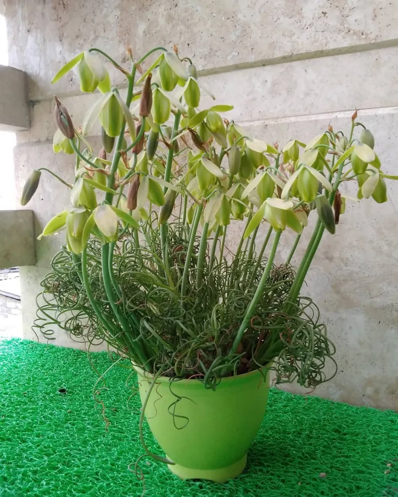 Albuca Bracteata