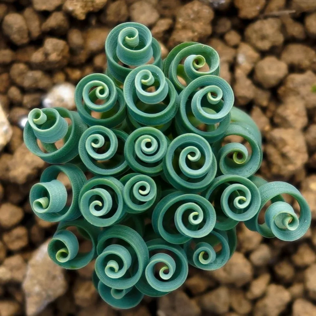 Albuca Concordiana