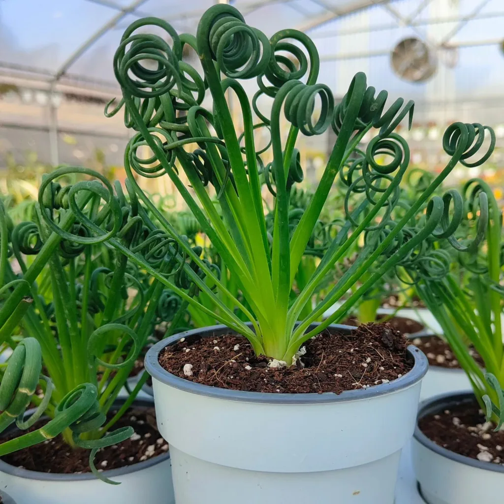 Albuca Spiralis