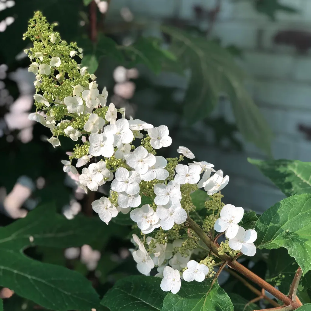 Alice Oakleaf Hydrangea