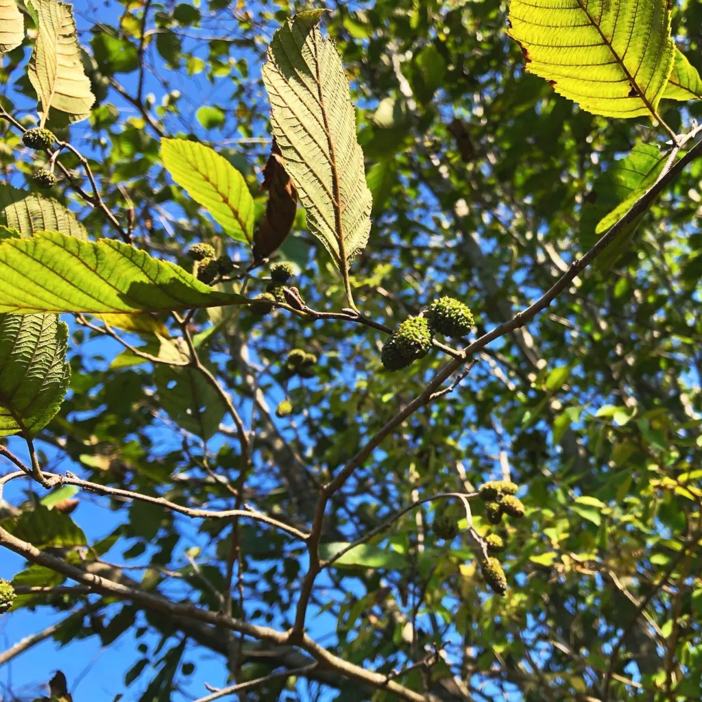 Alnus Serrulata