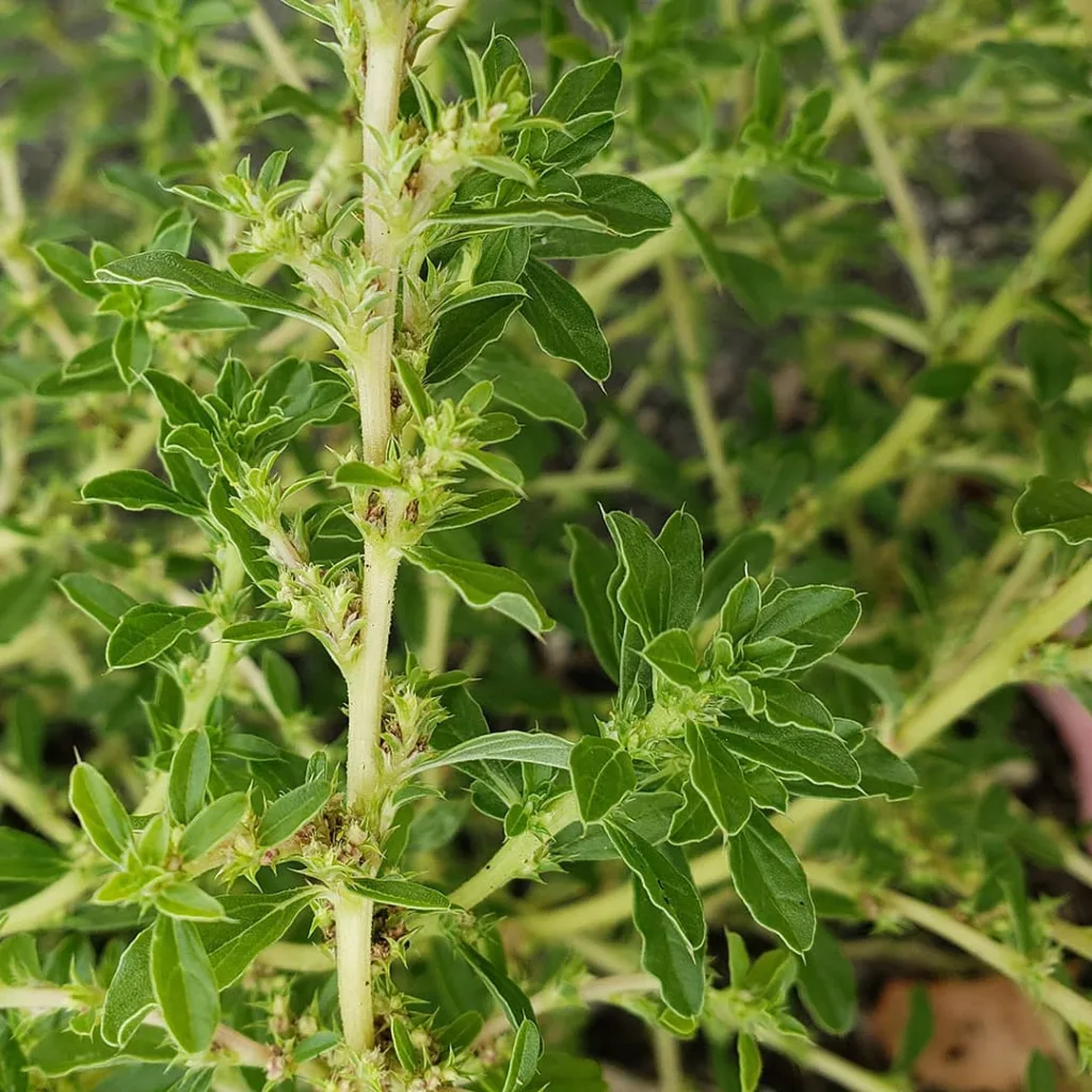 Amaranthus Albus