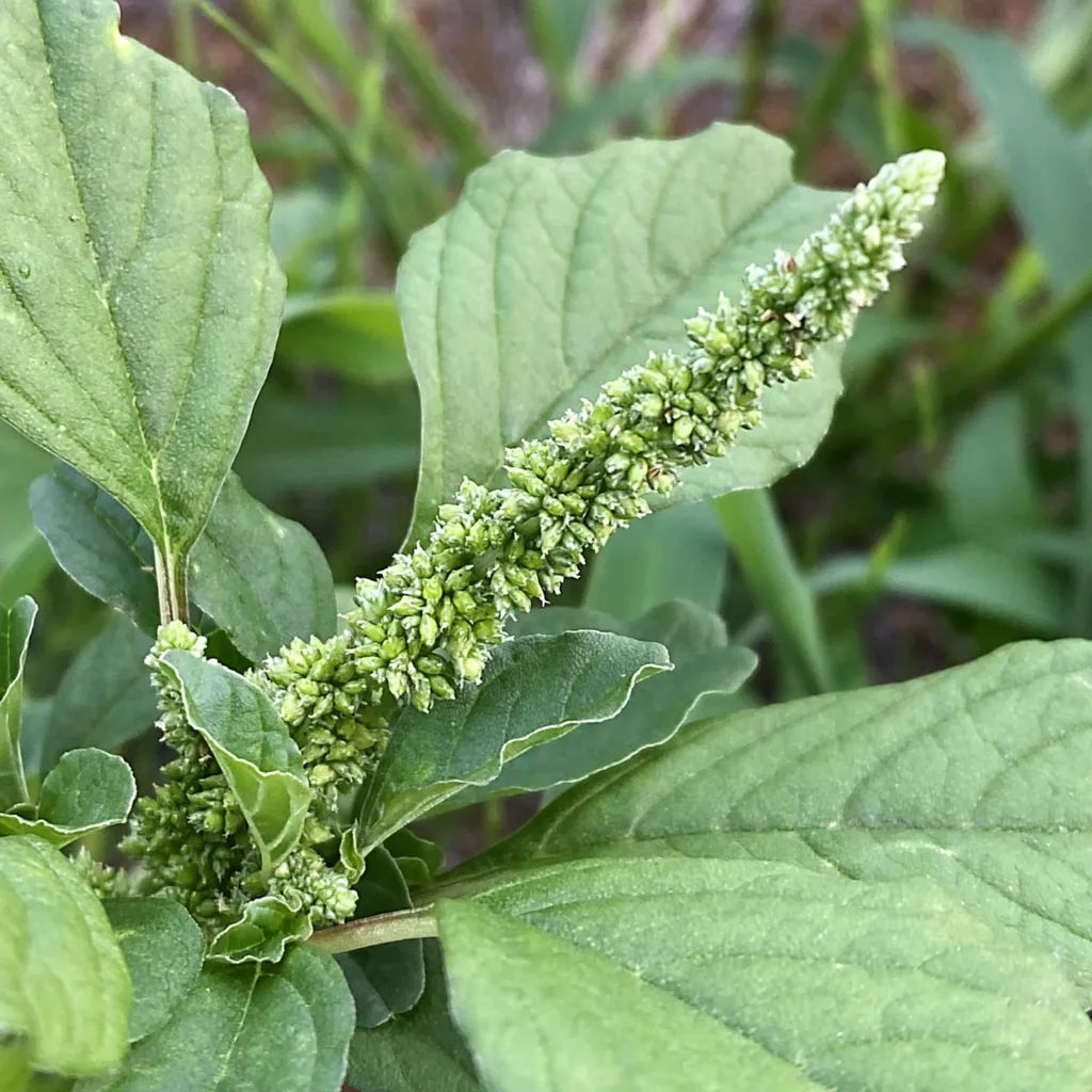 Amaranthus Blitum