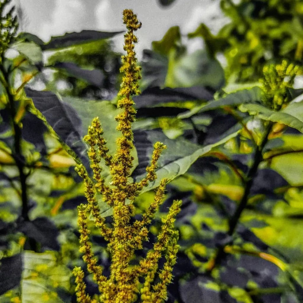 Amaranthus Tuberculatus