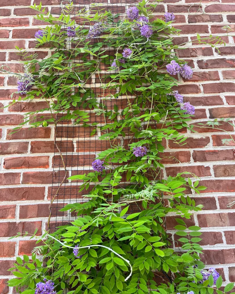 Amethyst Falls Wisteria