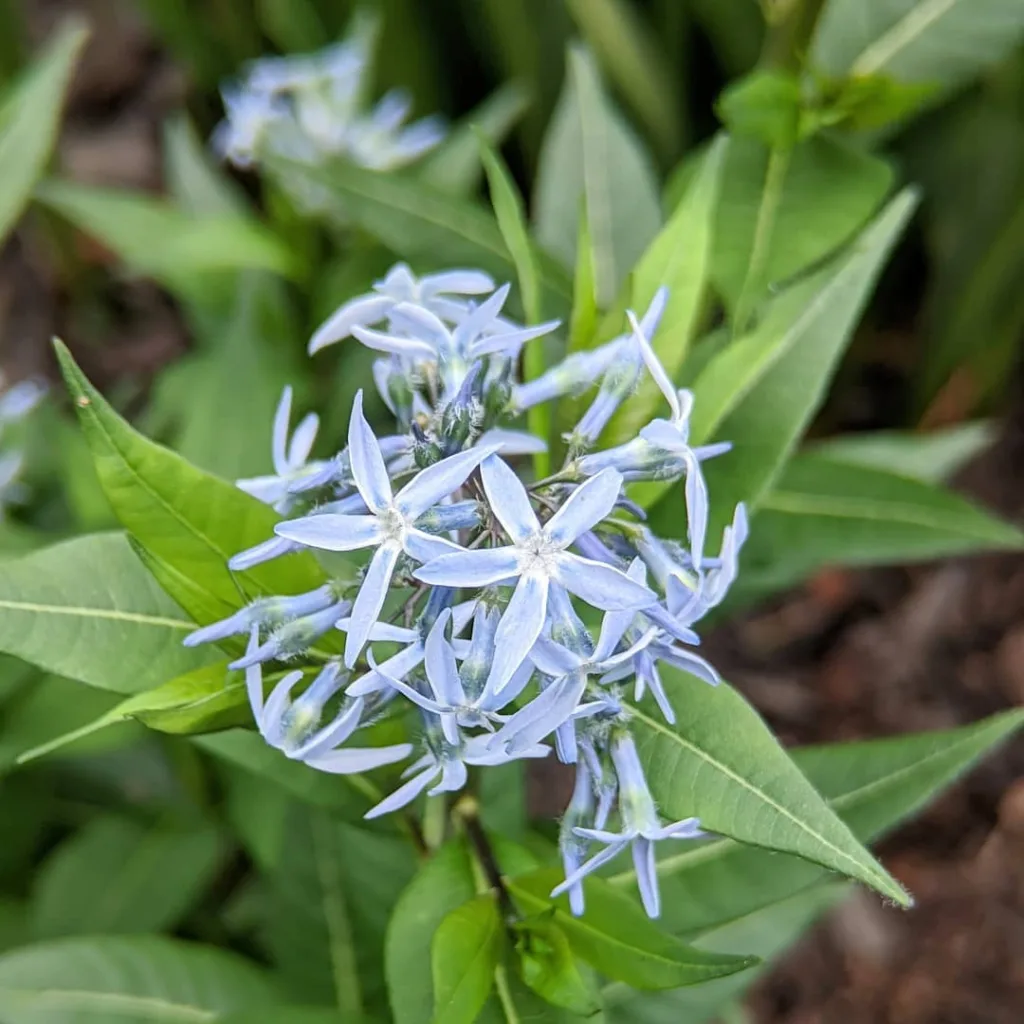 Amsonia Blue Star