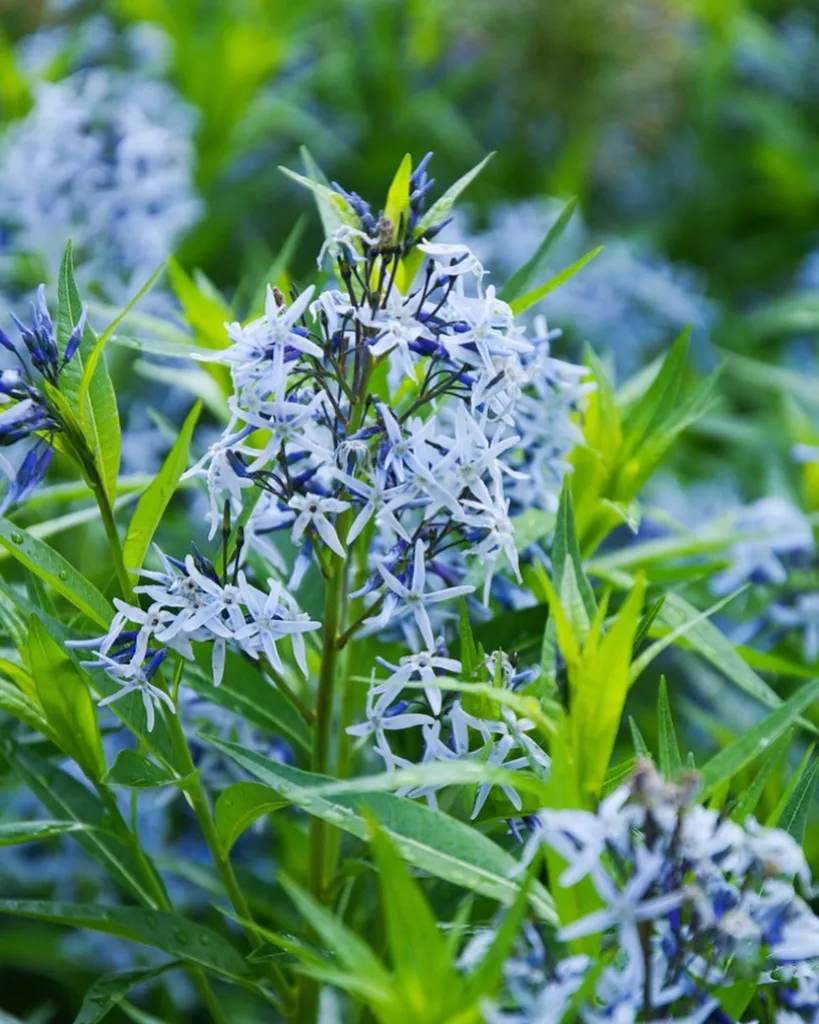 Amsonia Tabernaemontana