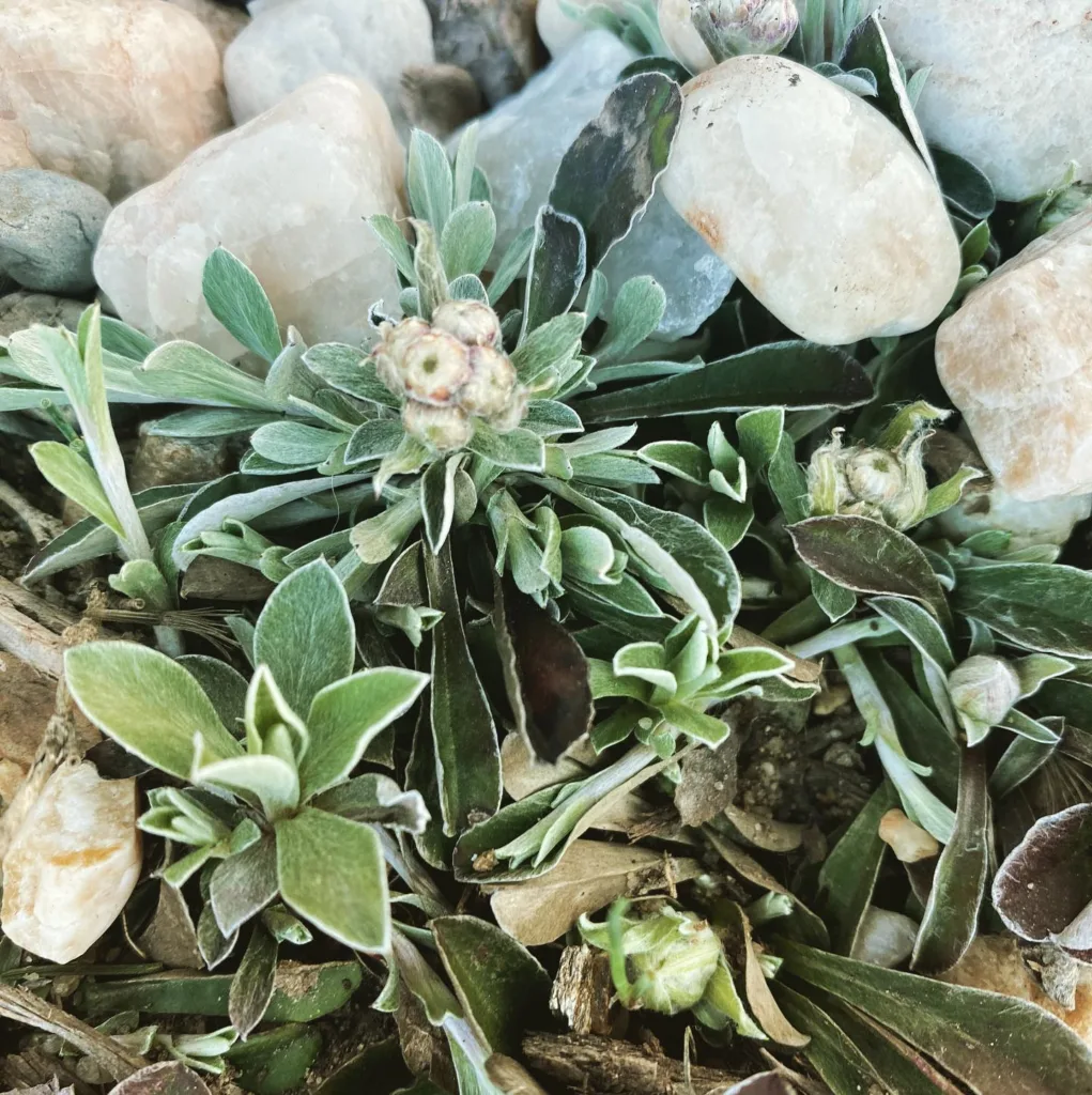 Plant FAQs: Antennaria Neglecta