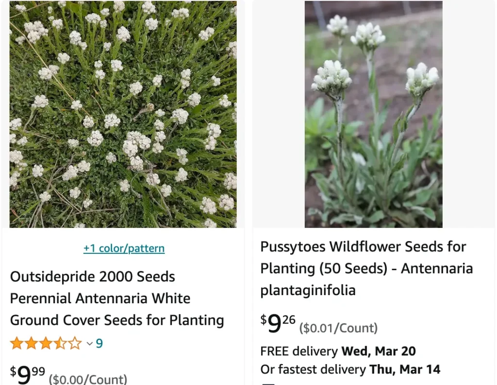 Antennaria Plantaginifolia | Monsteraholic