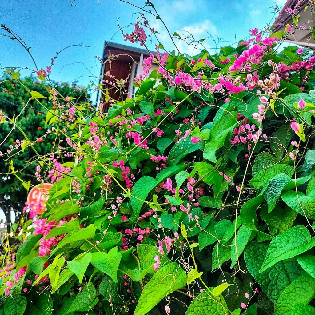 Antigonon Leptopus