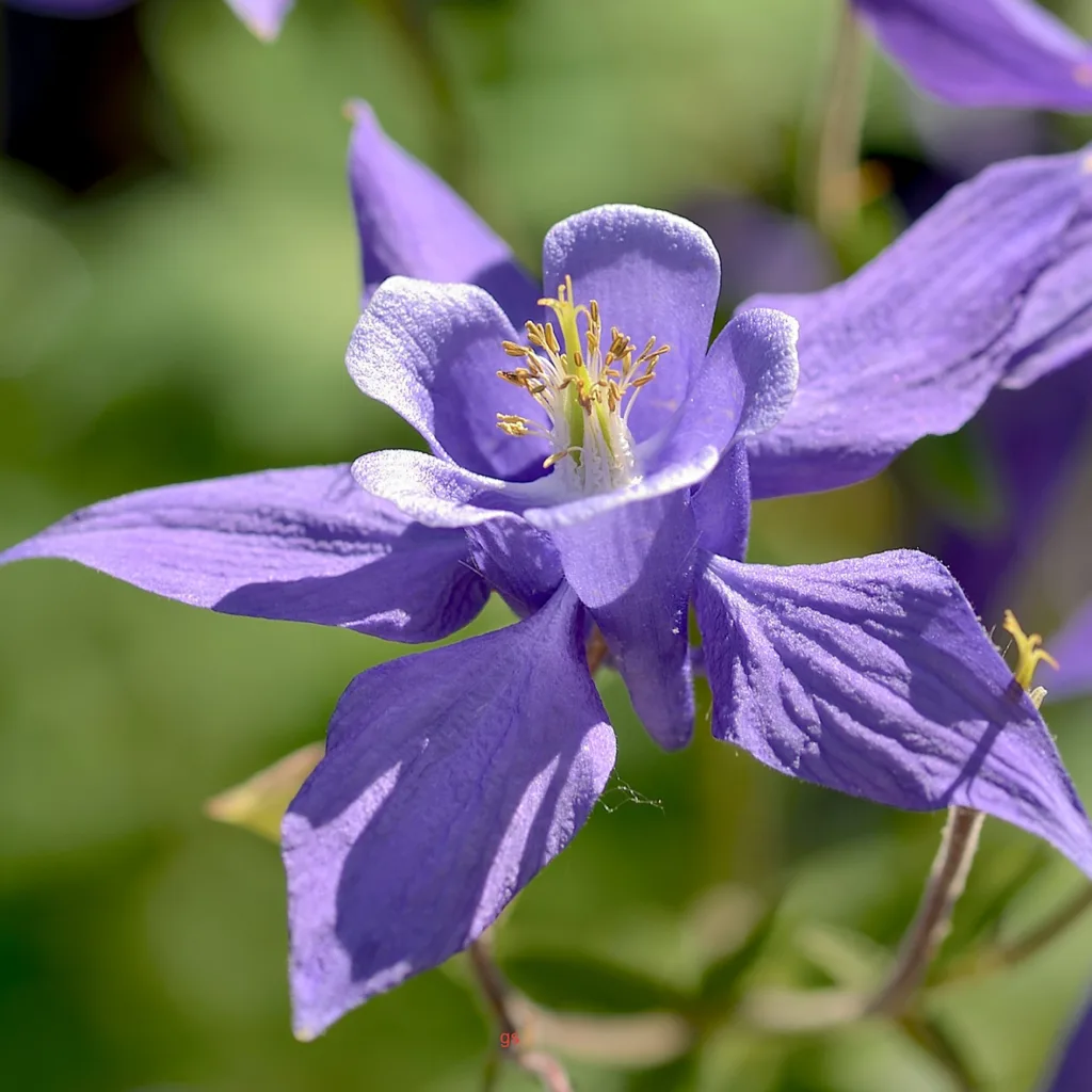 Aquilegia Caerulea