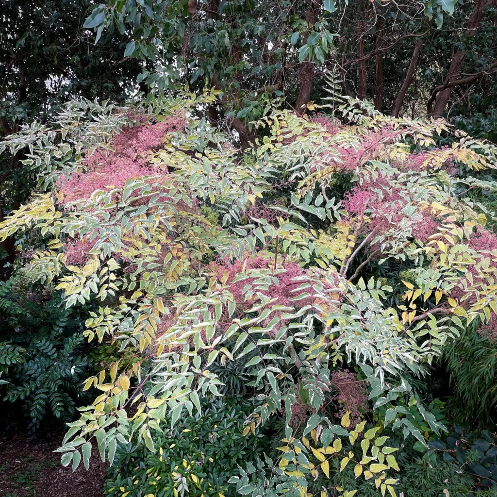 Aralia Elata