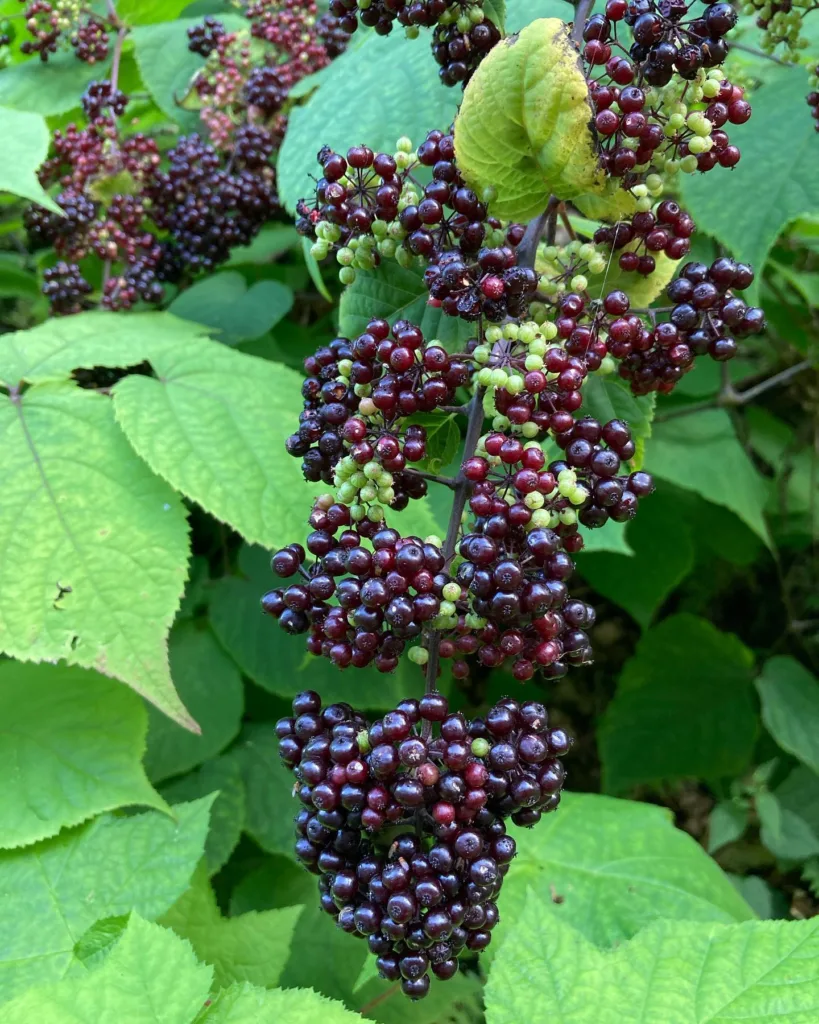 Aralia Racemosa