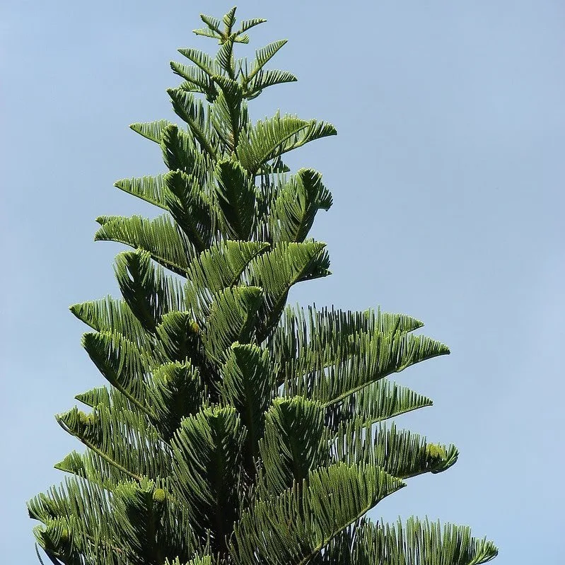 Araucaria Columnaris