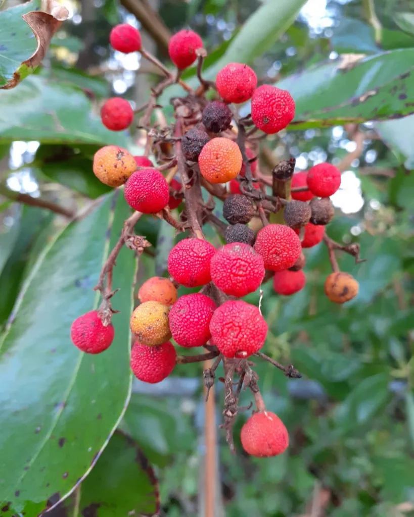 Arbutus Menziesii