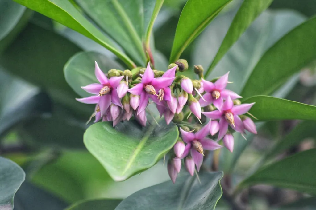 Ardisia Humilis