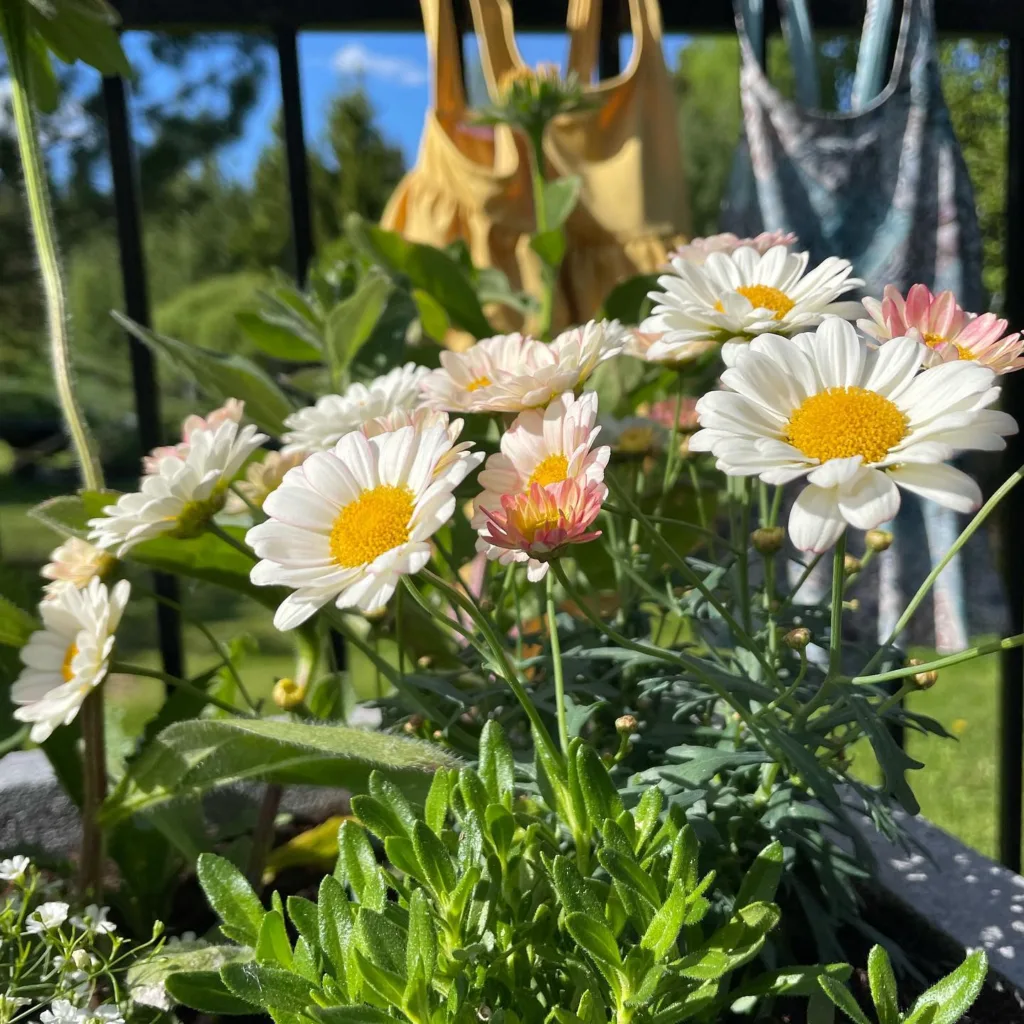 Argyranthemum Frutescens