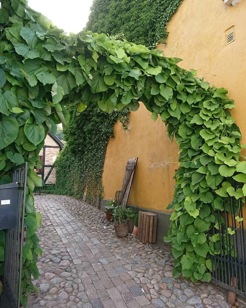 Aristolochia Macrophylla