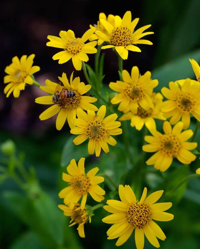 Arnica Flowers