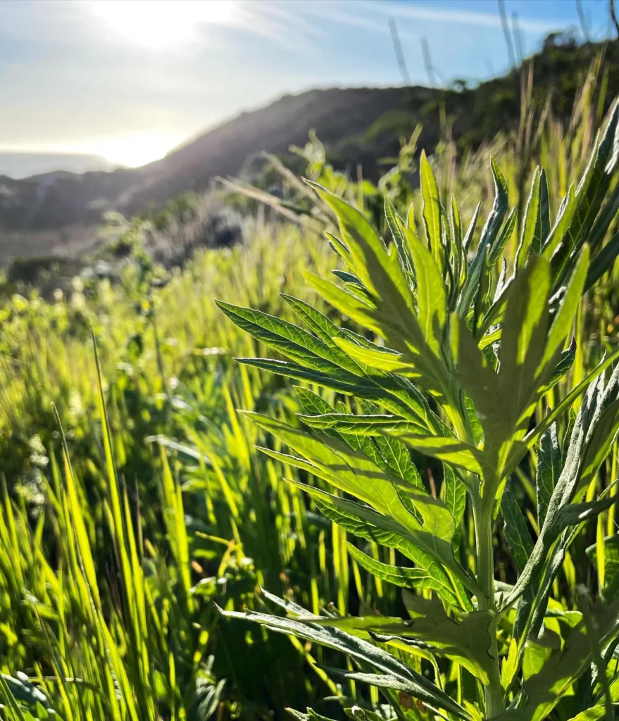 Artemisia Douglasiana