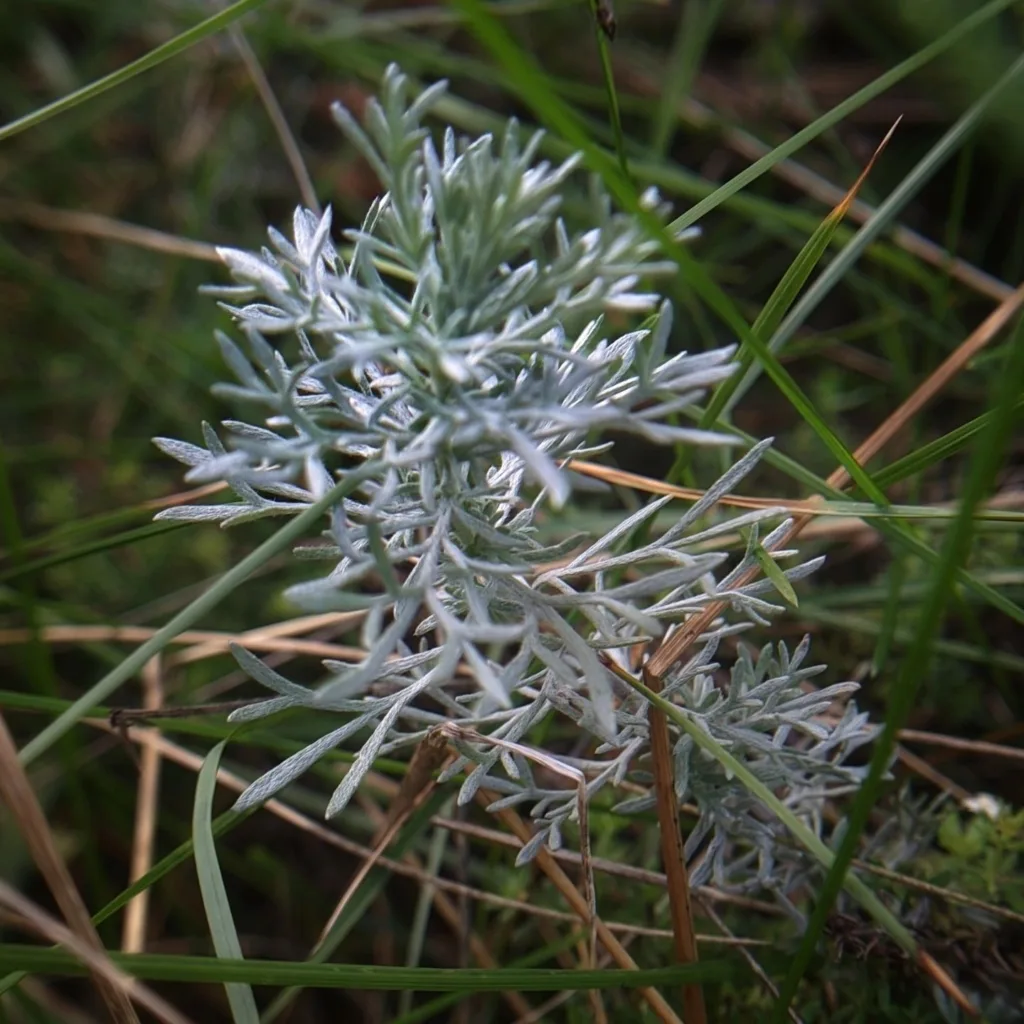 Artemisia Frigida