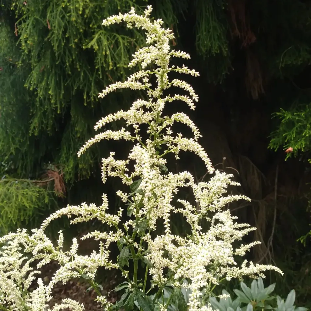 Artemisia Lactiflora