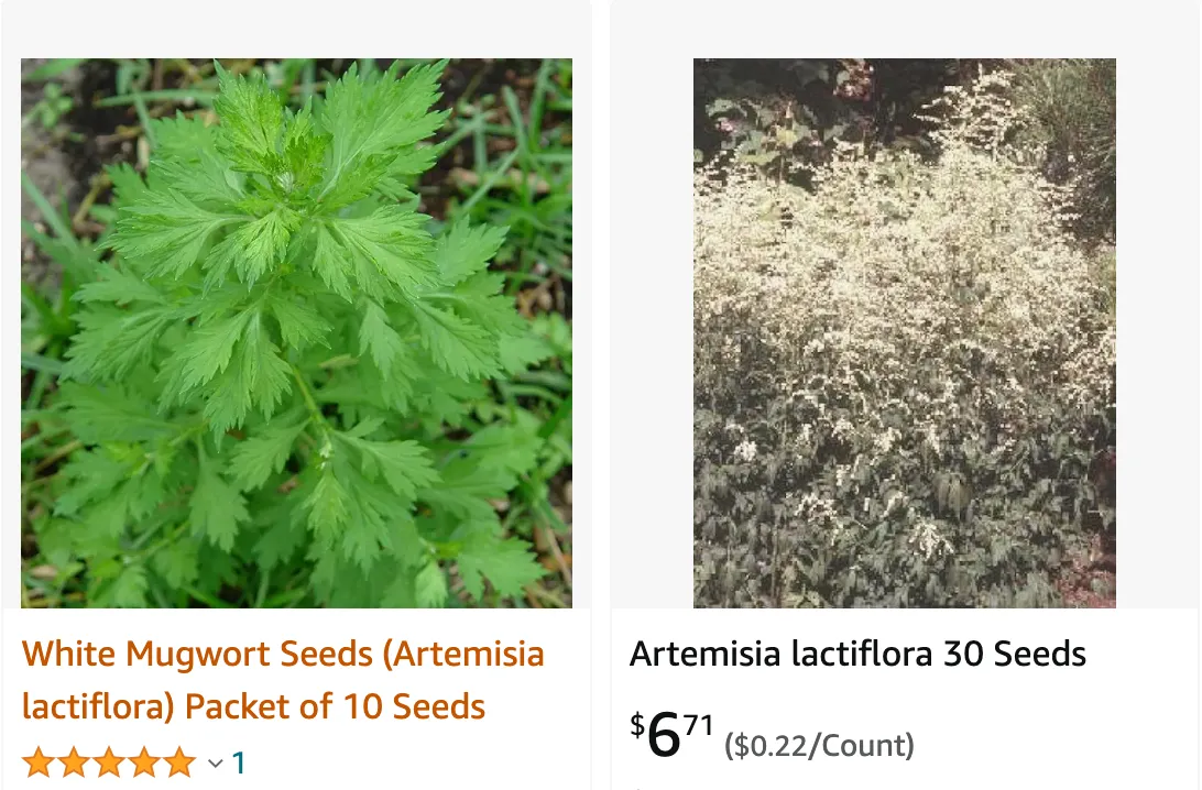 Artemisia Lactiflora | Monsteraholic