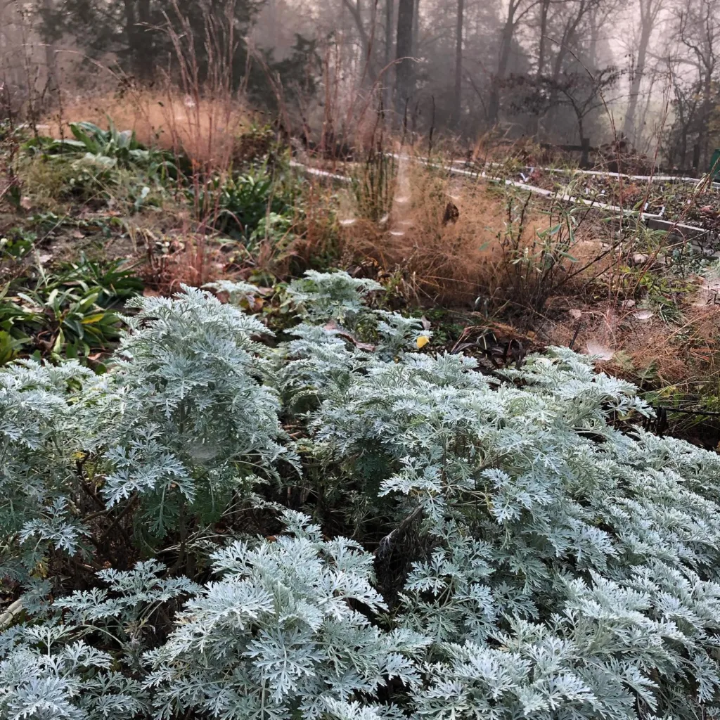 Artemisia Powis Castle