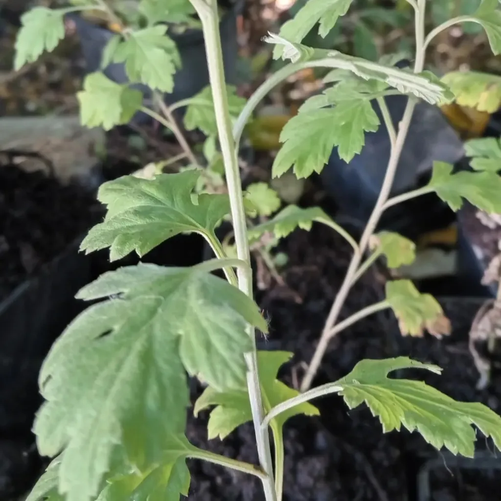 Artemisia Princeps