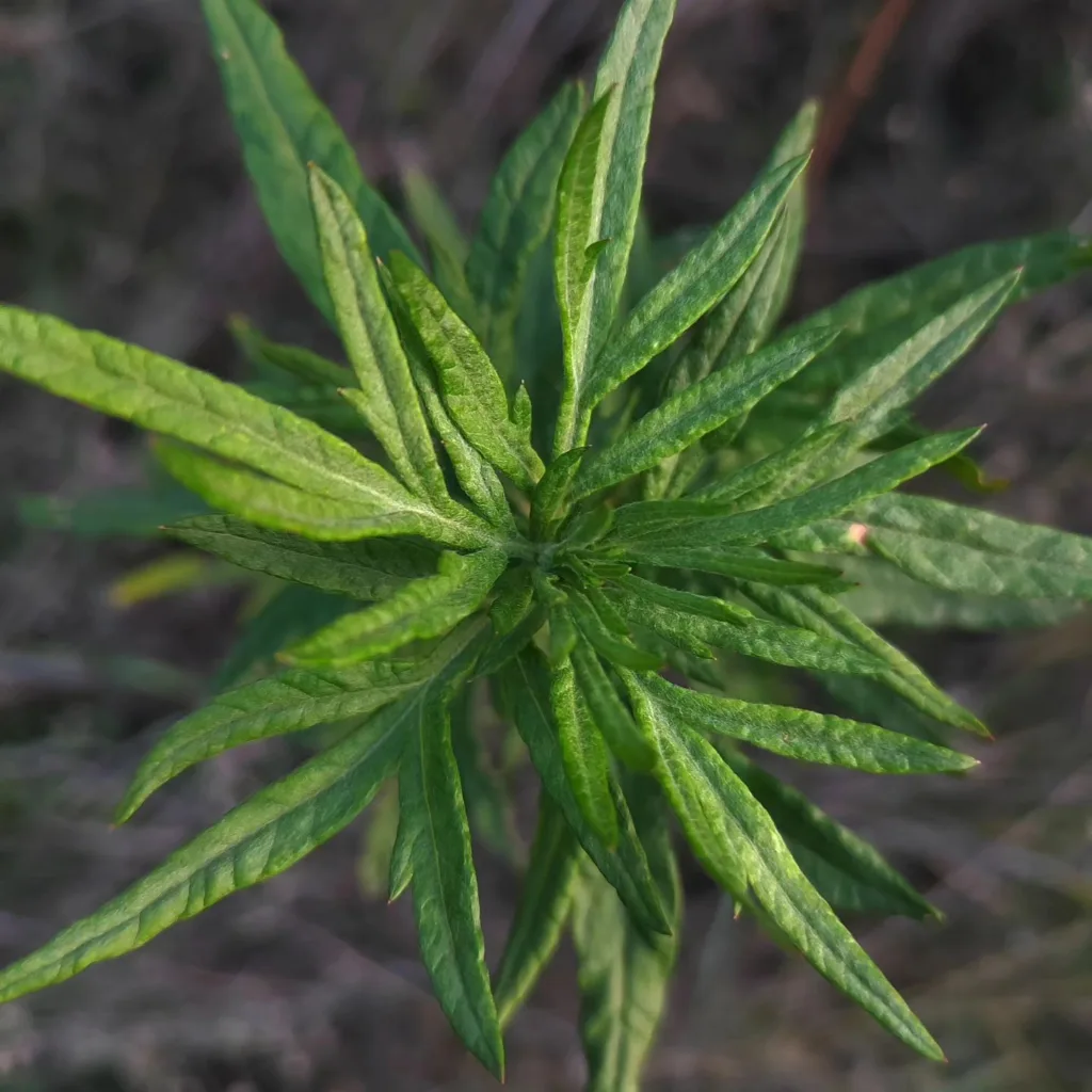 Artemisia Verlotiorum