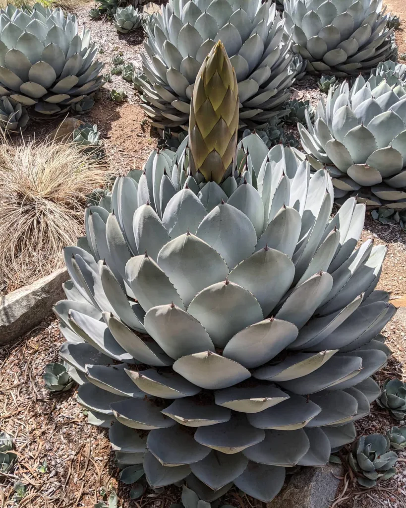 Artichoke Agave