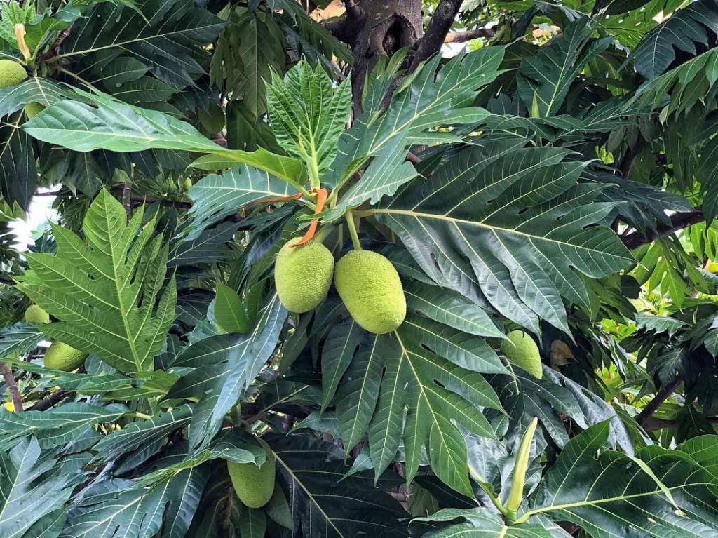 Artocarpus Altilis